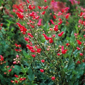 May include: Close-up of vibrant red flowers with a unique shape, set against a backdrop of green foliage. The flowers are in full bloom, showcasing their bright color and intricate details. The image captures the natural beauty of the plant.