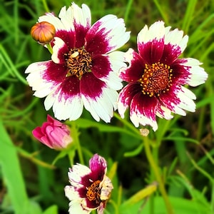 Coreopsis hyb. Incredible Swirl (Tickseed) 30 Flower Seeds