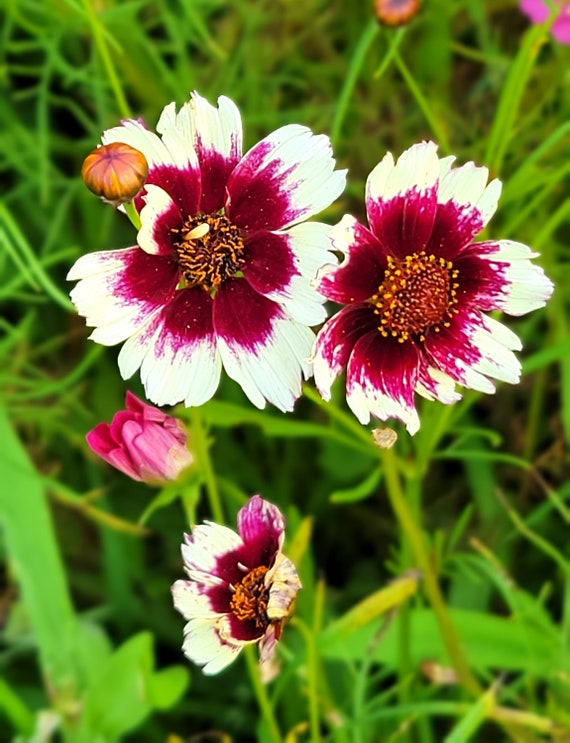 Coreopsis Hyb. Incredible Swirl (tickseed) 30 Flower Seeds
