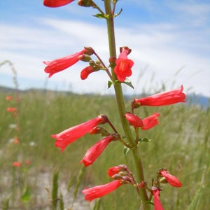 Penstemon Eatonii (Firecracker Beardtongue) 25 Flower Seeds