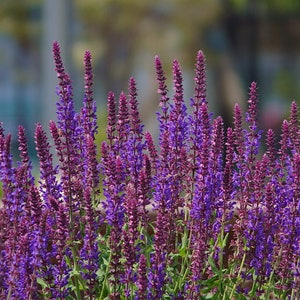 Salvia nemerosa Violet Queen (20 Flower Seeds)