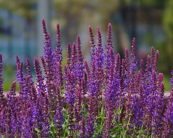 Salvia nemerosa Violet Queen (20 Flower Seeds)