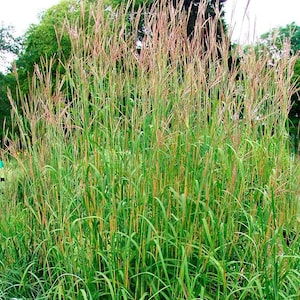 Andropogon gerardii Big Bluestem (50 Ornamental Grass Seeds)