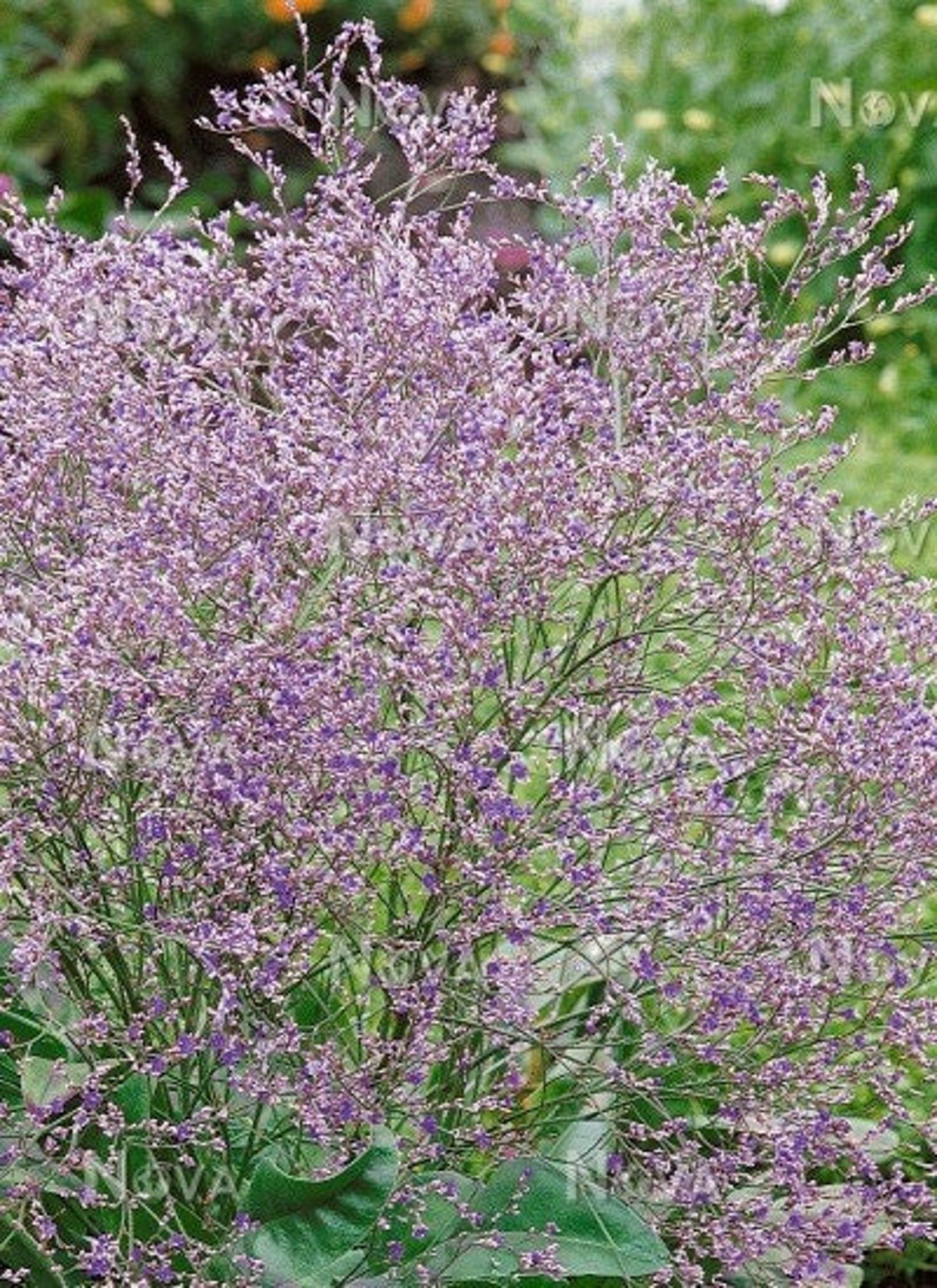 Limonium latifolium best sale