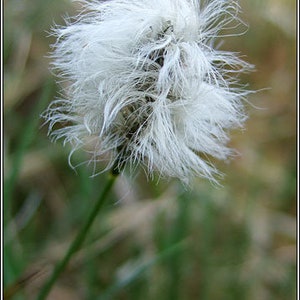 May include: Close-up of a white, fluffy flower head with delicate, feathery strands. The flower sits atop a thin, green stem, set against a blurred, natural background of green and brown tones. The image captures the intricate details of the plant.