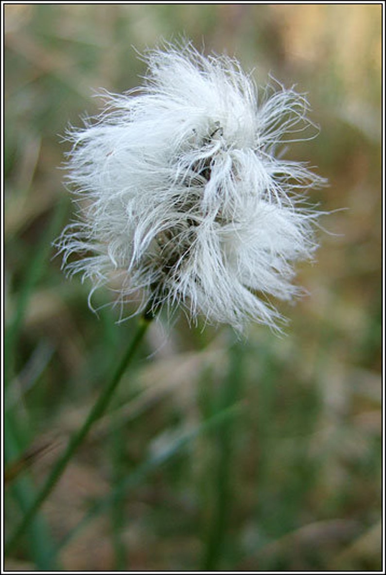 May include: Close-up of a white, fluffy flower head with delicate, feathery strands. The flower sits atop a thin, green stem, set against a blurred, natural background of green and brown tones. The image captures the intricate details of the plant.