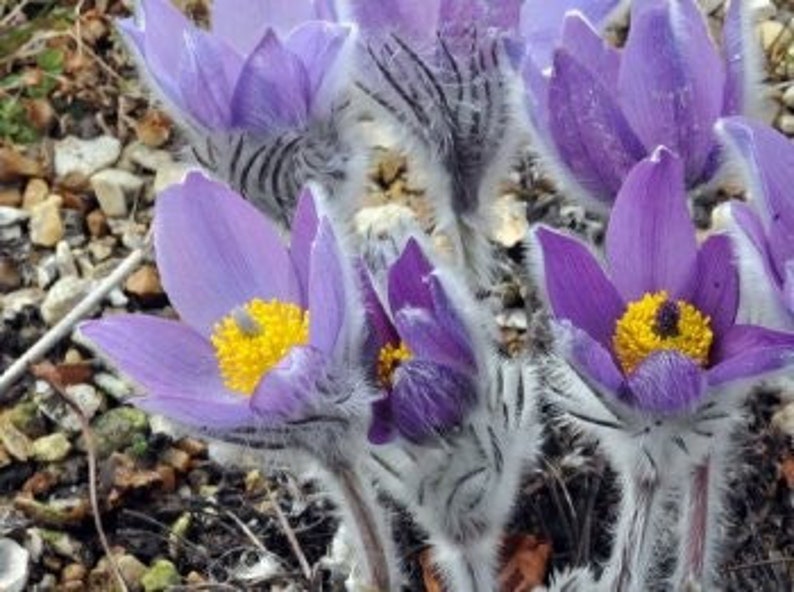 Pulsatilla halleri ssp. taurica Alpine Pasque Flower 10 Flower Seeds image 1