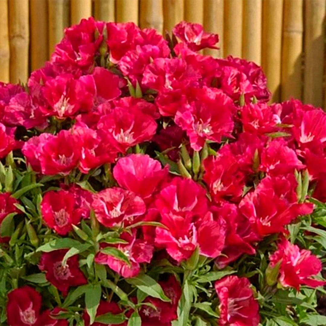 Godetia Grace Red clarkia Amoena 15 Flower Seeds Etsy