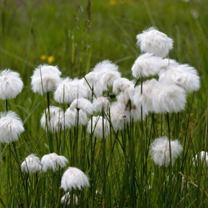 May include: A field of cotton grass with fluffy white seed heads. The plants have slender green stems and are surrounded by tall green grass. The image is taken in natural light, creating a soft and airy feel.