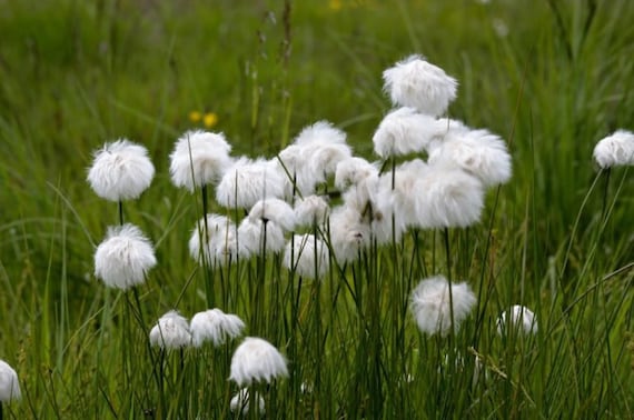 Eriophorum (Tussock Cotton Grass) 30 Ornamental Grass Seeds
