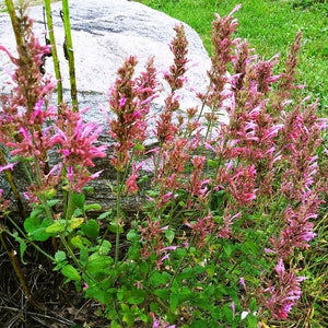 Agastache cana Heather Queen Hummingbird Mint 25 Flower Seeds image 2