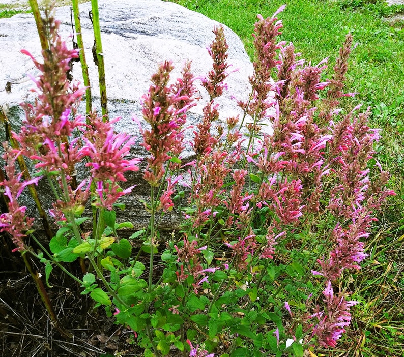 Agastache cana Heather Queen Hummingbird Mint 25 Flower Seeds image 2