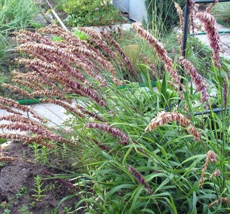 Melica altissima var. atropurpurea 20 Ornamental Grass Seeds image 1