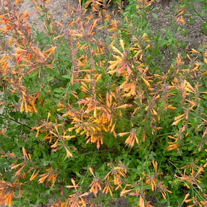 May include: A vibrant image of a flowering plant with numerous orange and yellow tubular flowers. The plant has green foliage and is set against a neutral background. The flowers are clustered, creating a dense, textured appearance.