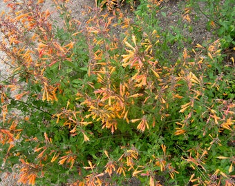 Agastache Navajo Sunset (Agastache aurantiaca) 15 Flower Seeds