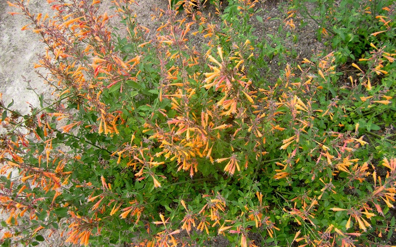 Agastache Navajo Sunset Agastache aurantiaca 20 Flower Seeds image 1