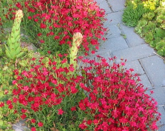 Dianthus Flashing Light (50 Flower Seeds)