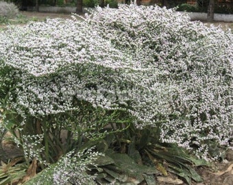Goniolimon collinum Sea Spray (Lavender Statice) 15 Flower Seeds