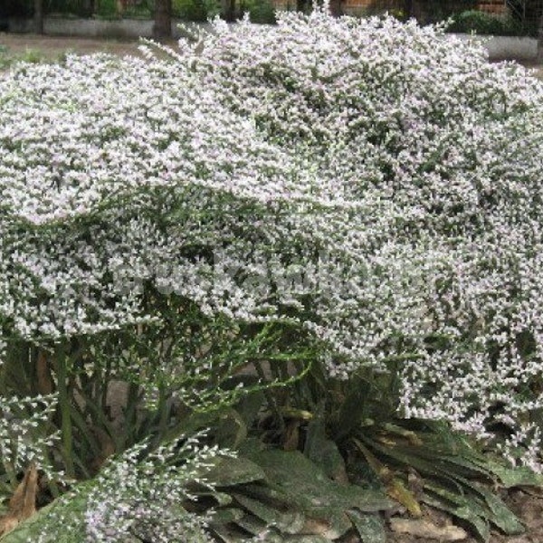 Goniolimon collinum Sea Spray (Lavender Statice) 15 Flower Seeds
