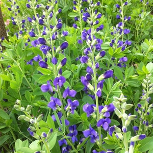 Baptisia australis Blue Wild Indigo (20 Flower Seeds)