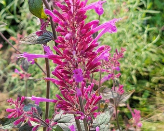 May include: Close-up of a vibrant pink flower with elongated petals and a central spike. The flower is in full bloom, showcasing its intricate details. Dark green leaves and stems provide a contrasting backdrop, with a blurred green background.