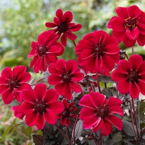 May include: A cluster of vibrant red dahlia flowers in full bloom. The petals are a deep crimson with dark centers, set against a backdrop of green foliage. The flowers are in various stages of bloom, showcasing their intricate details.