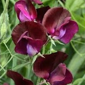 Sweet Pea Royal Maroon Lathyrus odoratus 15 Flower Seeds image 2