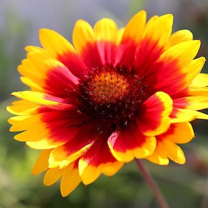 Gaillardia aristata Blanket Flower (30 Flower Seeds)