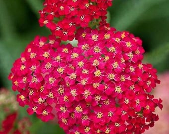 Achillea millefolium Rubra (Milenrama roja) 50 semillas de flores