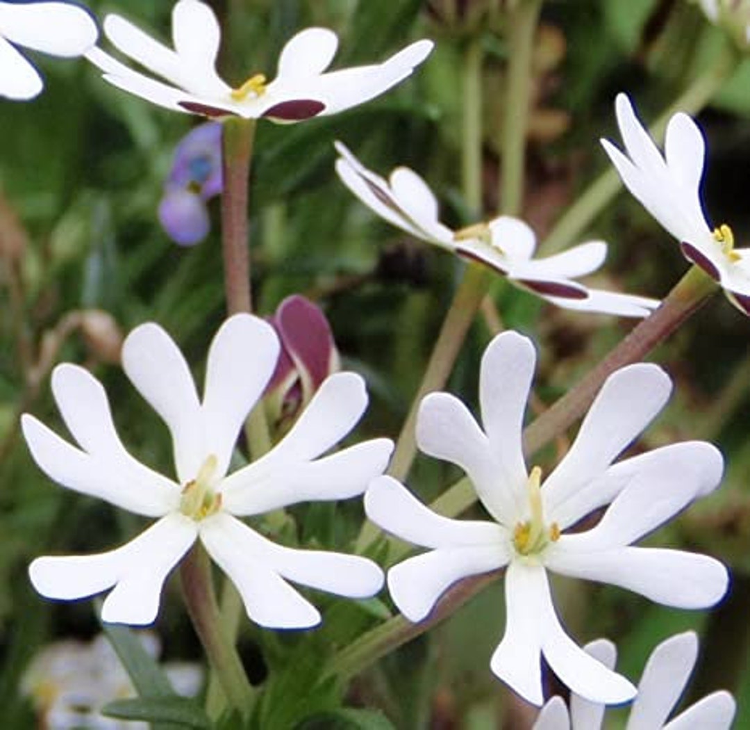Zaluzianskya Capensis Midnight Candy (night Phlox) 30 Flower Seeds