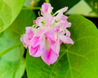 Morning Glory Split Second Double (Ipomoea) 8 Flower Seeds