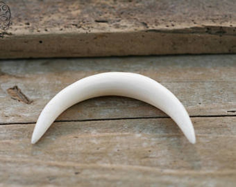 Buffalo Bone Septum Curved Tusk Etsy