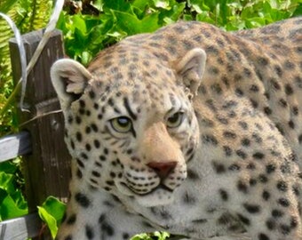 Leopard Stalking Statue Realistic Wild Vicious Animal Statue - Etsy Denmark Leopard Stalking Statue Realistic Wild Vicious Animal Statue - Etsy Denmark