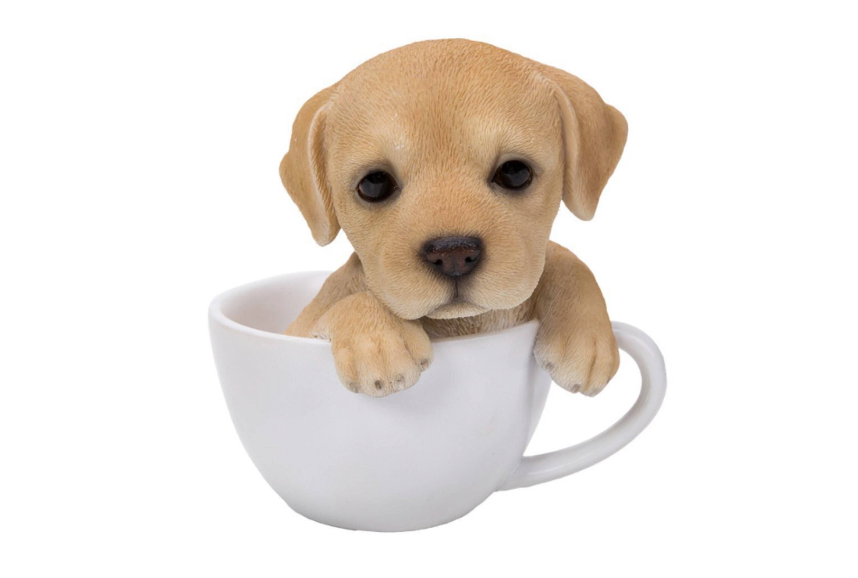 Dogs cup