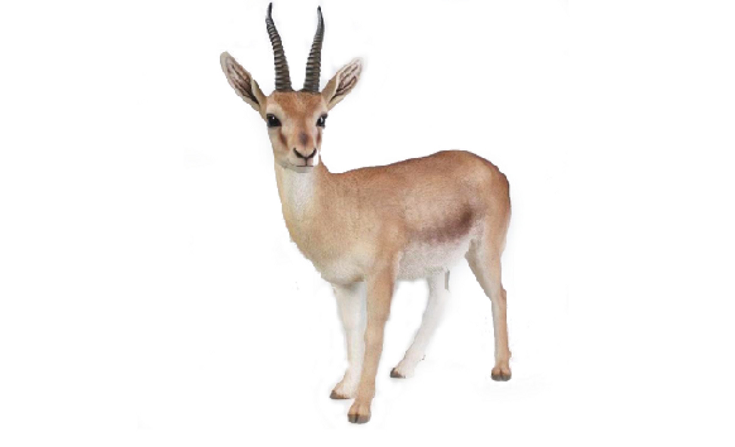 create your own gazelles