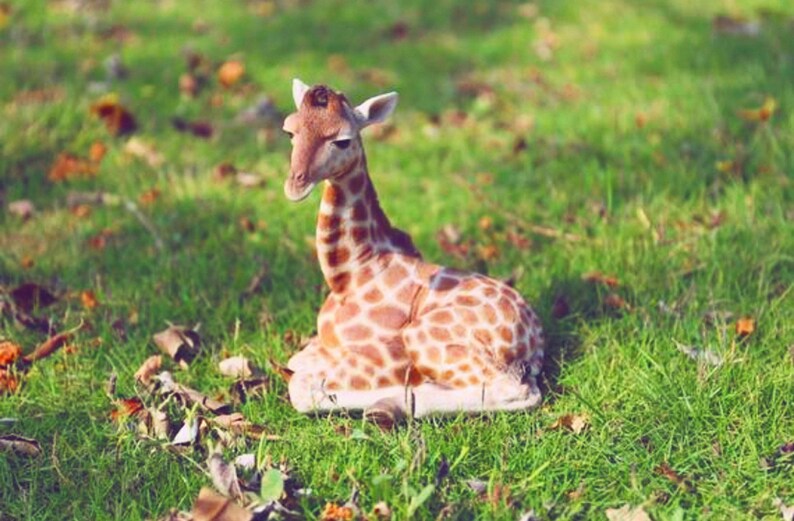 Baby Giraffe Laying Down Giraffe Statue for Home Decor - Etsy