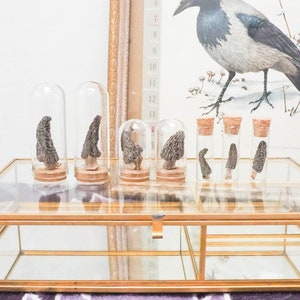 Dried Morel Mushroom in a Vial - Your Choice - Real Dried Mushroom - Nature Oddity in Vial - Curio Cabinet - Witchy Nature Gift