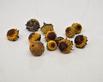 Acmella oleracea Flowers - 2025 Grown - Spilanthes Dried Flower Heads - Toothache Plant Dried Flowers - Dried Buzz Buttons - Herbal Medicine