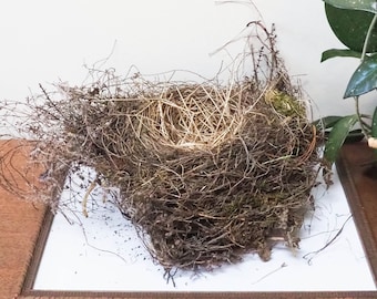 Natural Birds Nest - Abandoned birdsnest - Forest Finds - Robin Bird Nest - Robins Nest - West Coast Birds Nest - Med/Large Sized Nest