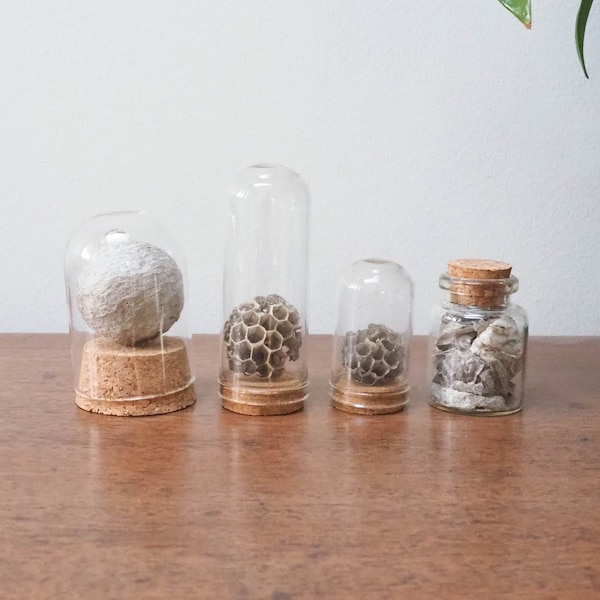 Wasp Nest Shelf Decor - Your Choice - Wasp Nest Paper in Vial - Nature Oddity in Vial- Hexagonal Wasp Nest Piece - Witchy Altar Decor