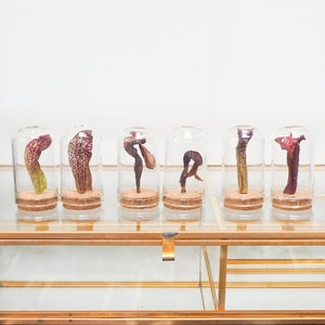 Dried Carnivorous Plant Display - Pitcher Plant in Cloche Vial - Your Choice - Scarlet Belle - Cobra Plant - Trumpet Plant - Curio Cabinet