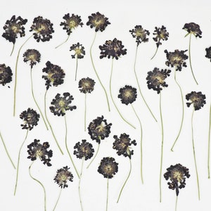 Real Pressed Black Knight Scabiosa Flowers - Dried Dye Flowers - Craft Supply - Botanical Dye Flower - Pressed Dye Flower