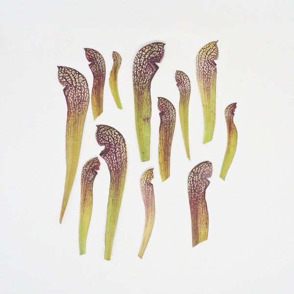 Real Pressed Scarlet Belle Carnivorous Plants - Set of 12 Dried Sarracenia Plants - Pressed Pitcher Plant - Dried Plants - Craft Supply