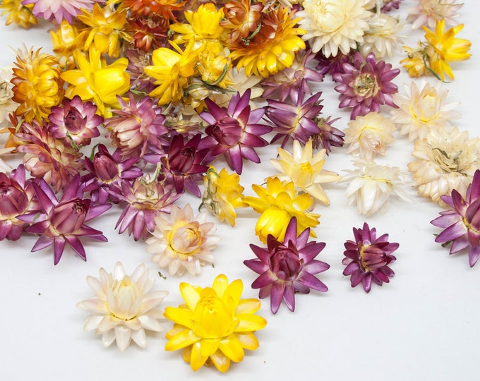 80 Dried Strawflower Heads Dried Flowers Helichrysum Etsy