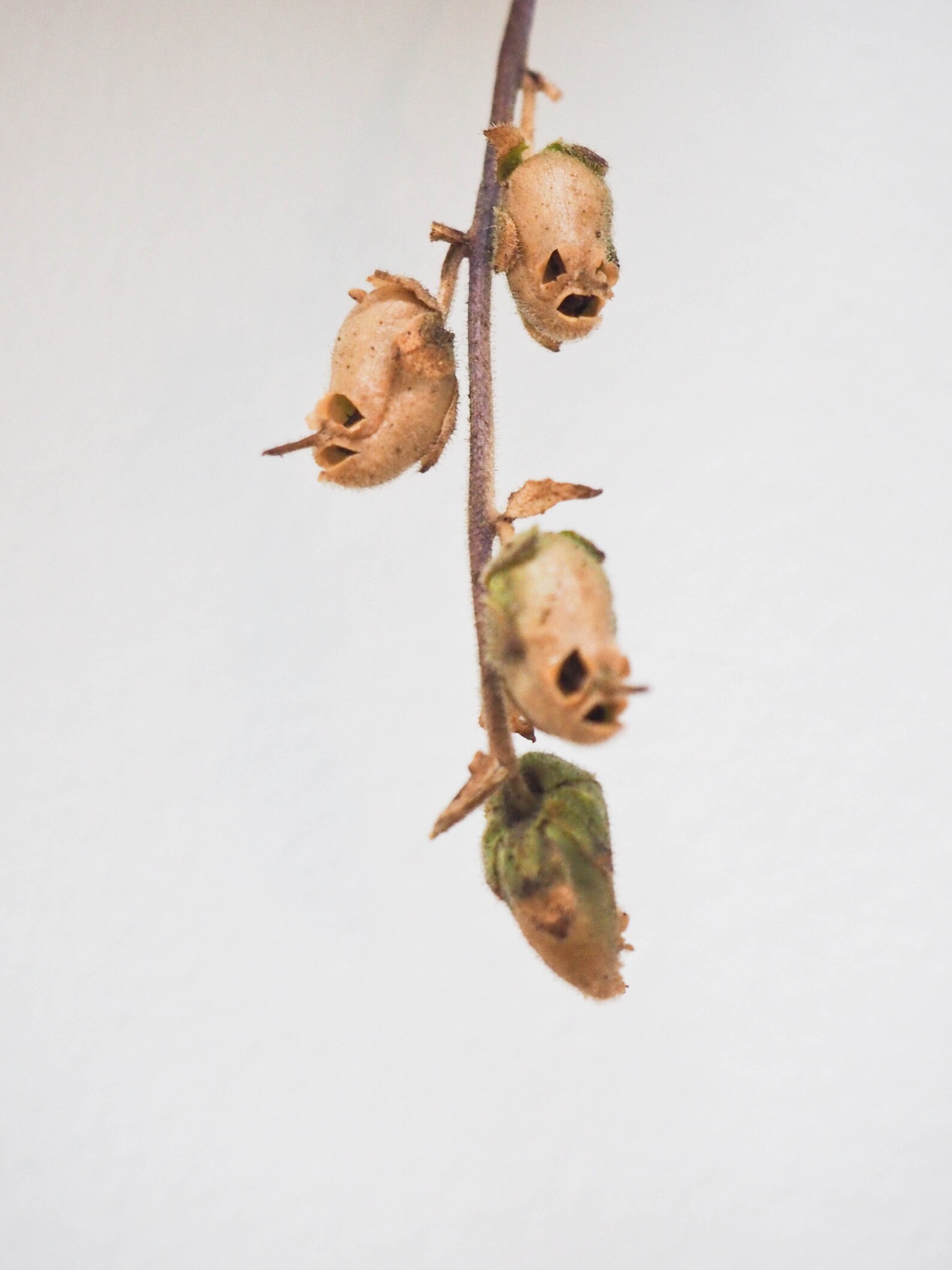 Dried Snapdragon Skull Seed Pods on the Stem West Coast Etsy UK
