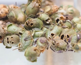 Dried Snapdragon Skull Seed Pods - West Coast Garden Grown - Curio Cabinet Decor - Seed Pods in Glass Vial - Witchy Altar - Occult Decor