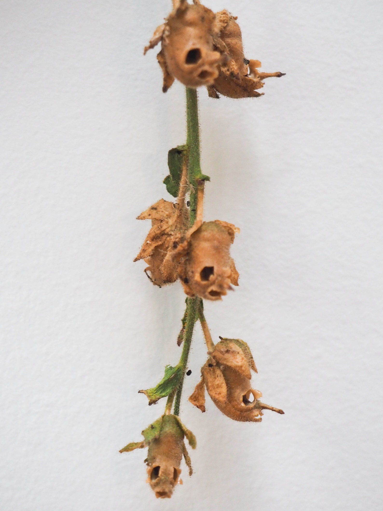 Dried Snapdragon Skull Seed Pods on the Stem West Coast Etsy Canada