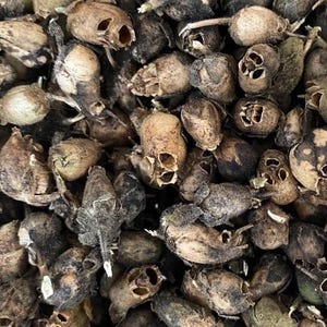 Dried Snapdragon Skull Seed Pods - West Coast Garden Grown - Curio Cabinet Decor - Seed Pods in Glass Vial - Witchy Altar - Occult Decor
