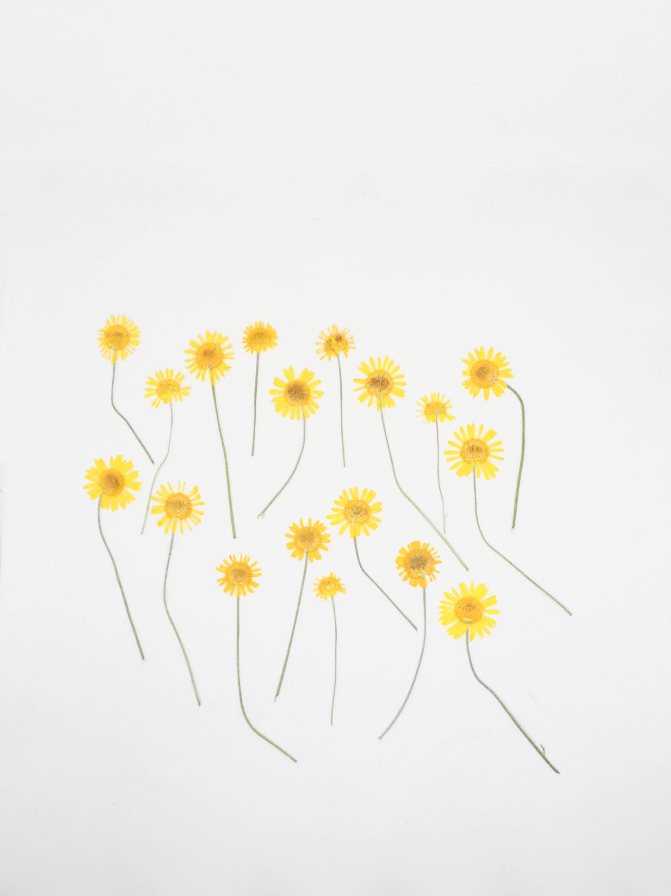 Real Pressed Dyer's Chamomile Flowers - Cota tinctoria Dried Dye Flowers - Golden Marguerite - Craft Supply - Botanical Pressed Dye Flower