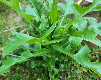 Wild Lettuce Tincture